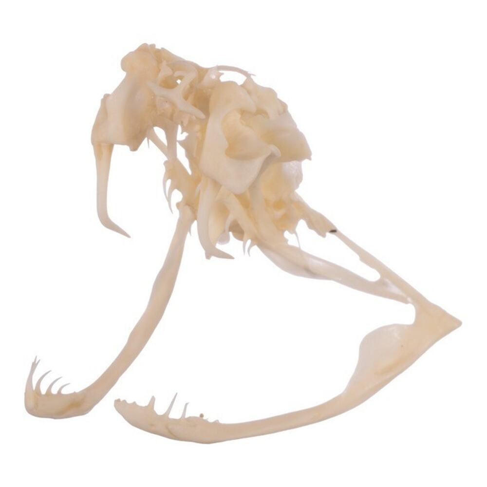 Western Diamondback Rattlesnake Snake Skull Puzzle 35pc FANGS SPECIMEN SK27